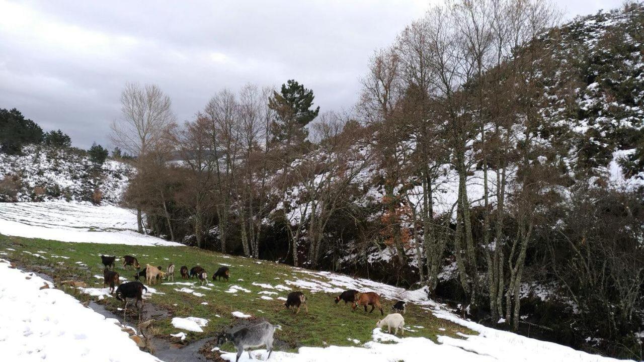 شقة Terrasense Mountain Charm Retreat & Farm Videmonte المظهر الخارجي الصورة